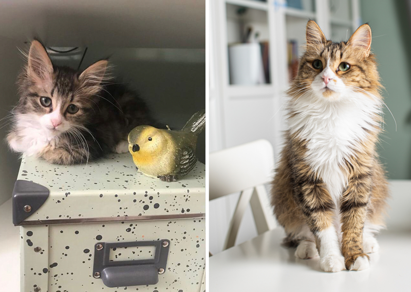 <p>Anadolu Ajansı'nın bahçesindeki kediyi sahiplenen Rabia Göl, Monika adını verdiği kedinin ilk bulunduğunda bütün vücudunda enfeksiyon olduğunu ve 'çok fazla yaşamaz' denildiğini söyledi.</p>