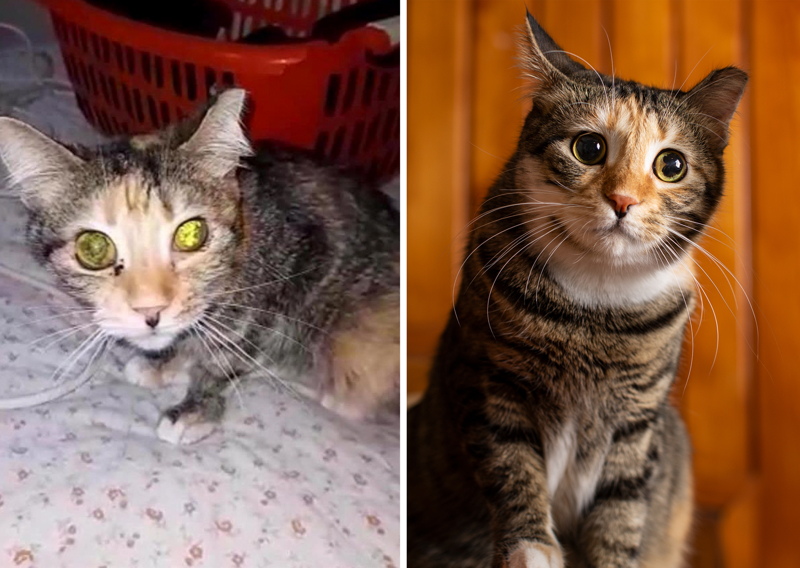 <p>Kediyi veterinere götürdüğünü belirten Seven, uzun bir tedavi sürecinin ardından bütün odak noktasının Çeto adını verdiği kedisi olduğunu ifade etti. Seven, 'Biz Çeto'yu iyileştirirken aslında biz de iyileştik. Çünkü çok büyük bir kayıp yaşadık. Çeto'nun varlığı bize gerçekten çok büyük bir enerji oldu, mutluluk kaynağı oldu. Kapıyı açtığımızda böyle kuyruğunu kaldırıp size doğru koşması bile çok çok mutluluk verici.' diye konuştu.</p>