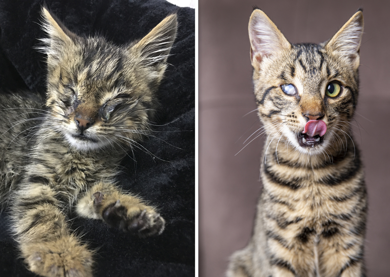 <p>Simge Seven, mart ayında hem dedesini hem babasını kaybettiğini, mezarlıktaki çöp tenekesinin yanında gözleri iltihaptan kapanmış yavru kediyi gördüğünü anlattı.</p>