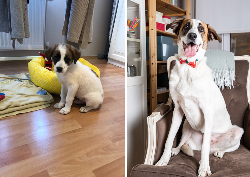 <p>Ailesinden uzakta Ankara'da yaşadığını belirten Göl, 'Monika'nın varlığı bana aile oldu, arkadaş oldu, her şey oldu. Birbirimiz için her şeyiz şu an. Sevgi ikimizi de iyileştirdi. Ben onu iyileştirdiğimi düşünürken o beni iyileştirdi.' diye konuştu.</p>