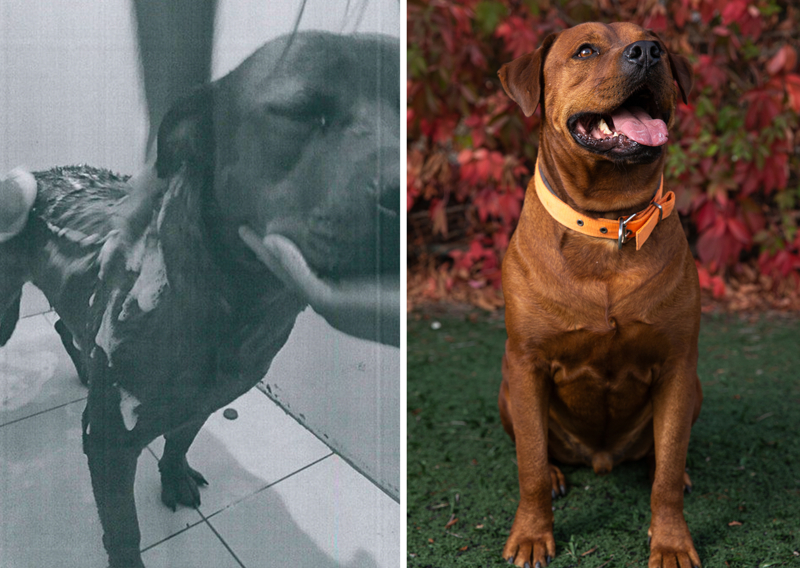 <p>'Hayvan sevgisi, insan sevgisi, herhangi bir şeye olan sevgi bile iyileştirir.' ifadelerini kullanan Seven, canlılara evlat gözüyle bakılması gerektiğine dikkati çekerek, 'Önce bilinçlen sonra sahiplen. O sahiplendiğiniz canı kendi evladınız gibi, onun da bir canı olduğunu unutmadan sahiplenin lütfen.' dedi.</p>