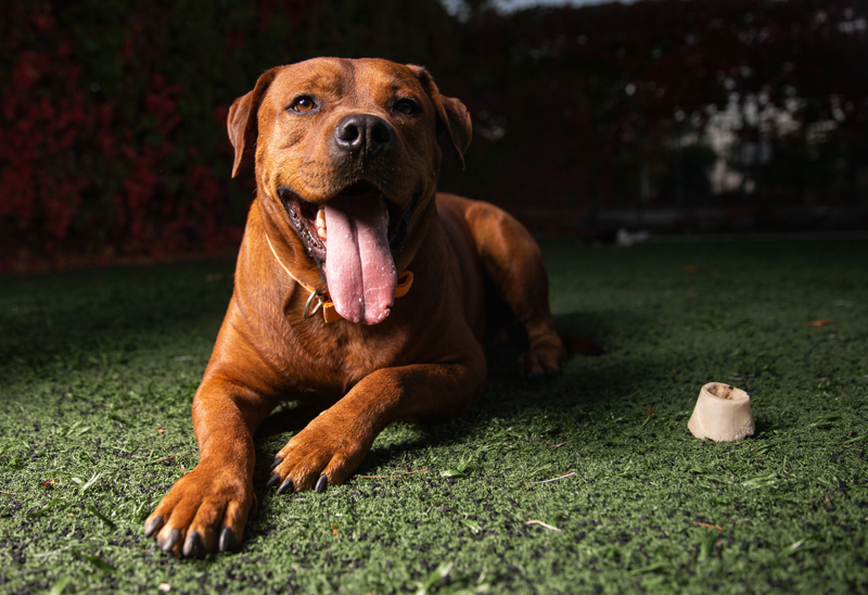 <p>Uyandığım anda ilk yaptığım işin Suşi'yle dışarı çıkmak olduğunu belirten Kaya, hayatına hayvanların girmesiyle doğayla daha iç içe hale geldiğini kaydetti. Kaya, 'Fiziksel olarak daha sağlıklıyım, hayatıma spor girdi bir kere. Her gün 10 bin adım ve üzerinde hareket ediyorum sadece onların ihtiyaçlarını karşılamak için.' dedi.</p>