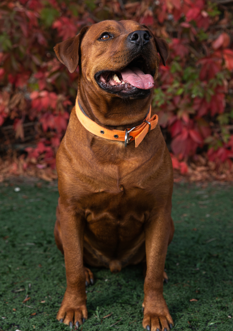 <p>Nuray Kaya, 10 yıl önce ilk köpeği Şarap ile yaklaşık 2 yıl önce de hasta olduğu için sahiplenilmekten vazgeçilen Suşi ile karşılaştığını anlattı.</p>