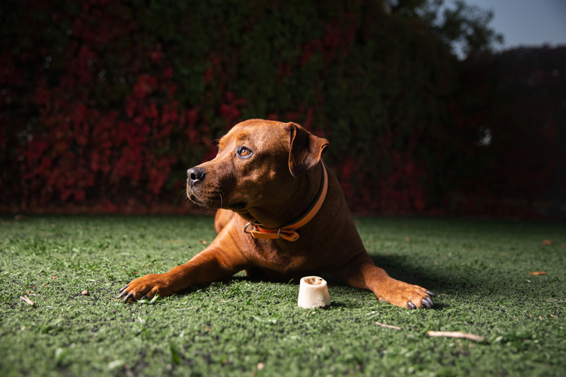 <p>Sahip çıktığı Suşi'nin 9 kardeşten sağ kalan tek yavru olduğunu, depresyona girdiği için annesinin Suşi'yi emziremediğini belirten Kaya, 'Yardım etmek bizi de iyileştiriyor ve iyi geliyor. Yavru bir köpek sahiplenip, büyüttüğünüz ve iyileştirdiğinizde sadece doğurmamış oluyorsunuz.' diye konuştu.</p>
