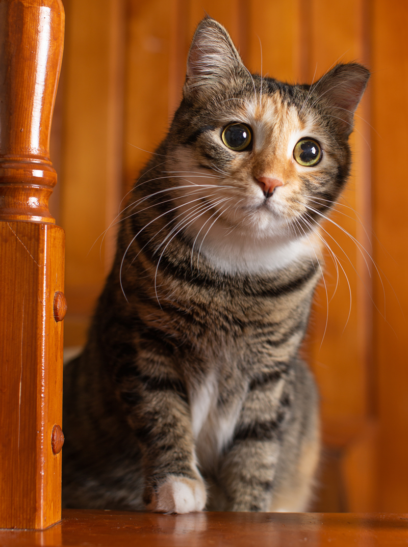 <p><b>- 'HER EVE BİR PATİ'</b><br></p>