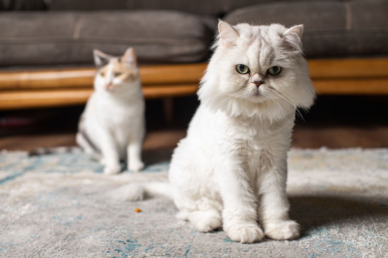 <p>Yıldız hayvanların evin neşesi olduğunu, çocuklardan bir farkının bulunmadığını ifade ederek, 'Sabah 5'te Midas beni kaldırıyor ve kalkma sebebimiz 'Mama ver', 'Sev'. Başka hiçbir şeyimiz yok. Ve her gece benimle aynı yastıkta yatıyor. Biz bayanların temizlik takıntısı vardır, şu anda tamamen o takıntılarımdan vazgeçmiş durumdayım. Evdeki bütün halılarımı değiştirmiş durumdayım.' dedi.</p>