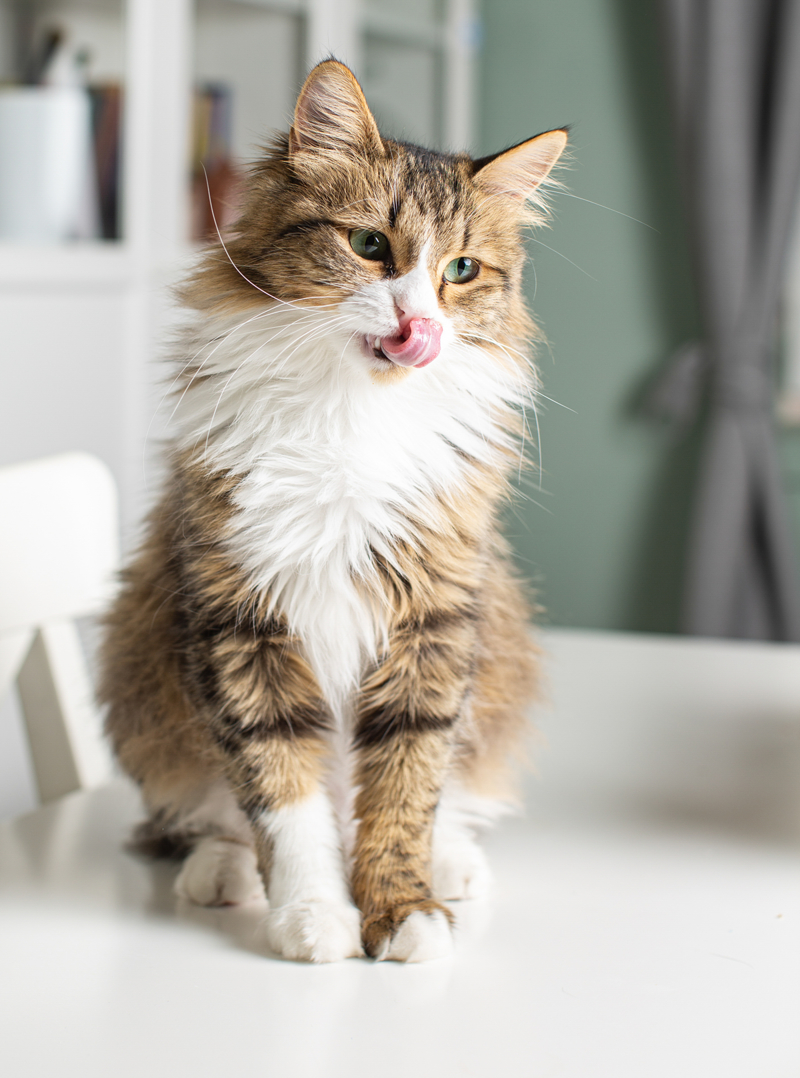 <p>Bir çocuk annesi Kevser Kişi ise evini çok sayıda can dostuyla paylaşan bir hayvansever.</p>