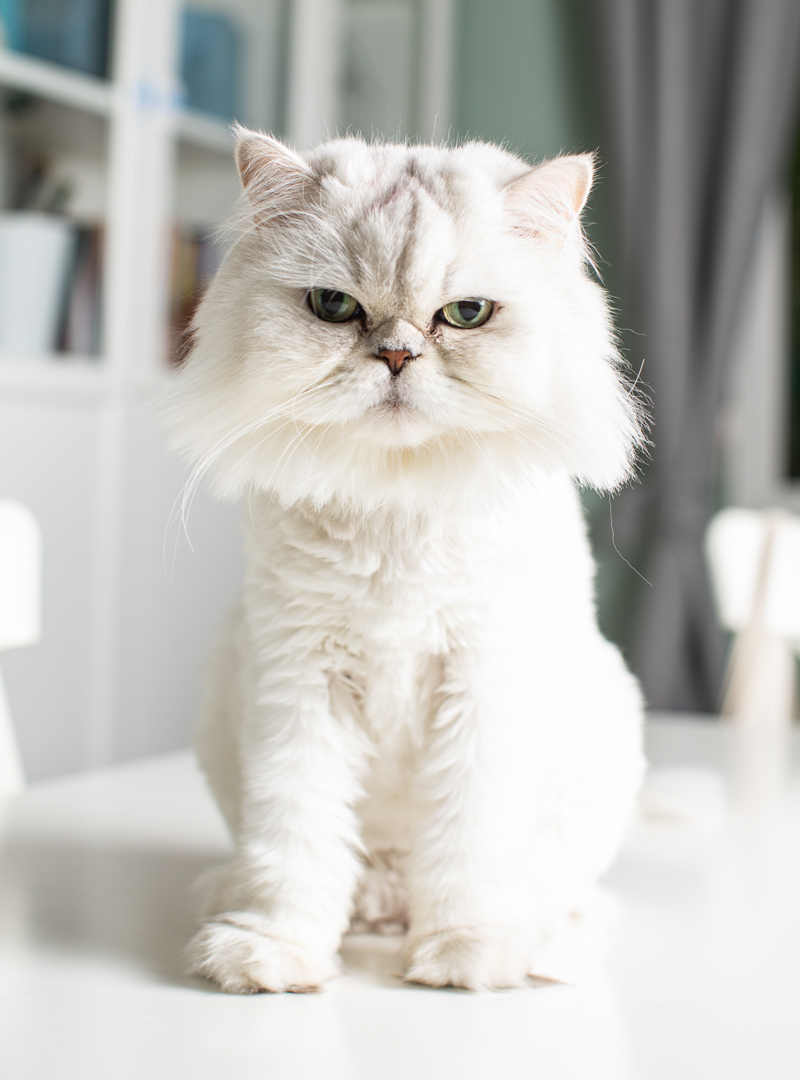 <p>Temizlik konusunda kedilerin de çocuklar gibi görülmesi gerektiğini söyleyen Kişi, 'Çocuk bir yeri kirletir, kedi de bir yeri kirletir. Çocuğun kirlettiği yeri temizlerken söylenmiyorsunuz, yapıyorsunuz. Bunu öyle gördükten sonra onların temizliği de insanlara zor gelmiyor.' ifadelerini kullandı.</p>