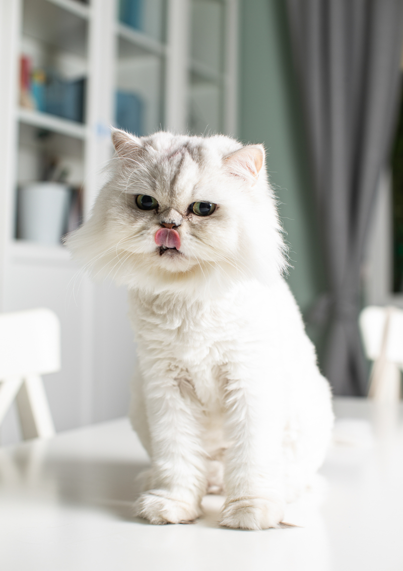 <p>10 kedisi, 5 köpeği ve birer kaplumbağa ile balığının bulunduğunu söyleyen Kişi, hayvan sevgisi nedeniyle bahçeli bir evde yaşadığını, hasta hayvanları sahiplenerek tedavi ettirdiğini anlattı. Marla adını verdiği kedisinin de bunlardan biri olduğunu kaydeden Kişi, FIP hastalığı nedeniyle Marla'nın 96 günlük tedavi gördüğünü söyledi.</p>