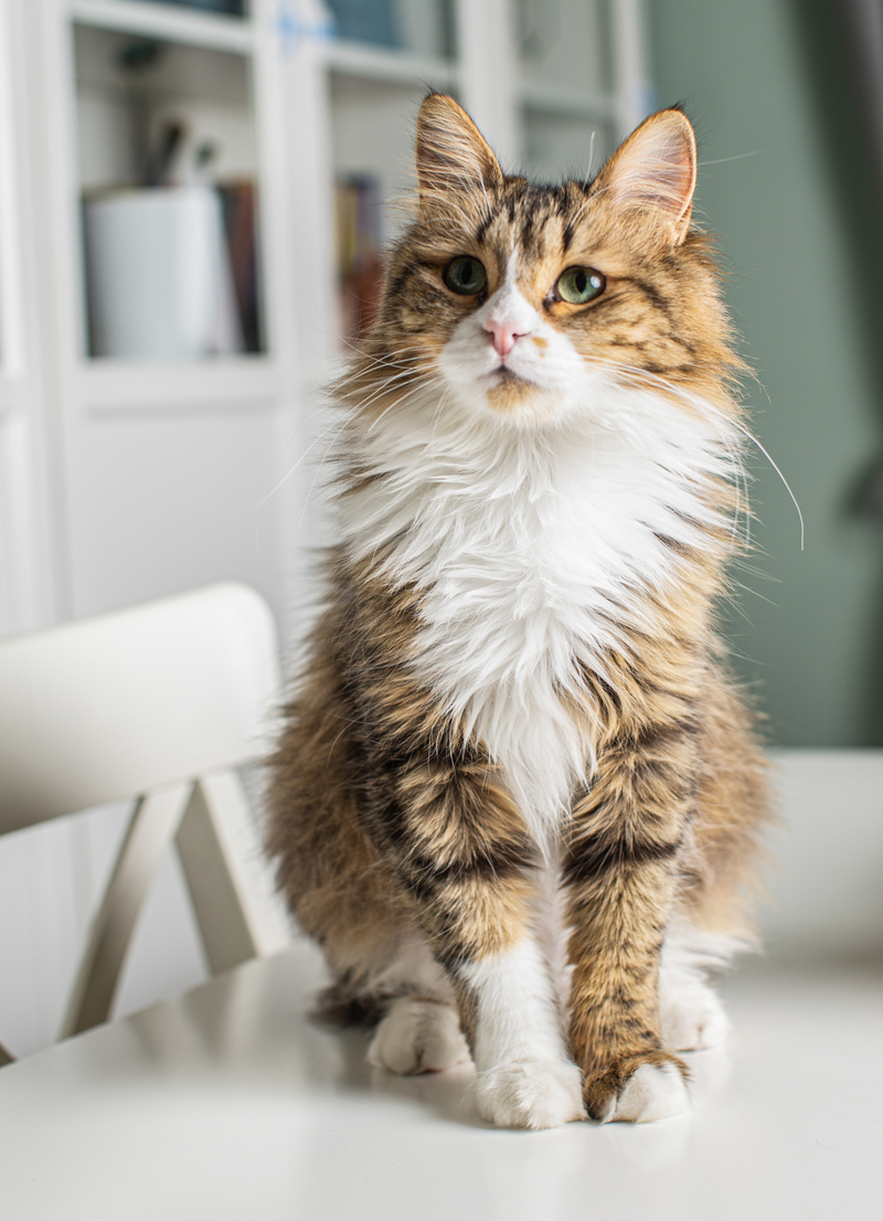 <p><b>- 10 KEDİ, 5 KÖPEK, KAPLUMBAĞA VE BALIK BİR ARADA</b><br></p>