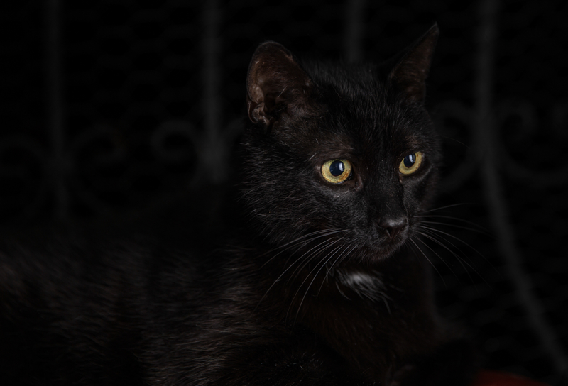 <p>Pito'dan önce kedisi de olan Karaoğlu, hayvanların kendisine kattıklarını şöyle anlattı:</p>