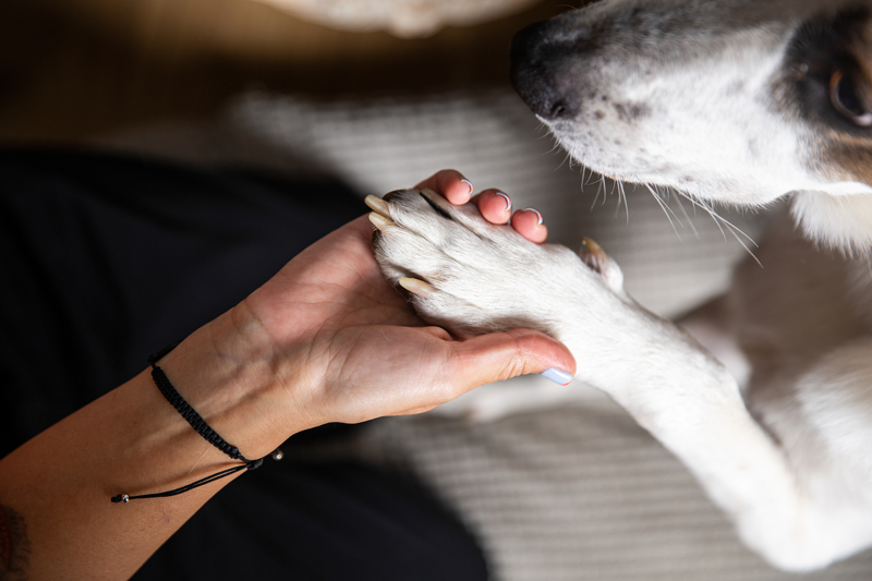 <p>Barınakta yaşayan köpek Pito'yu sahiplenen Dilek Doğan Karaoğlu, insanların hayata bakış açısının hayvanlarla değiştiğini belirtti.</p>