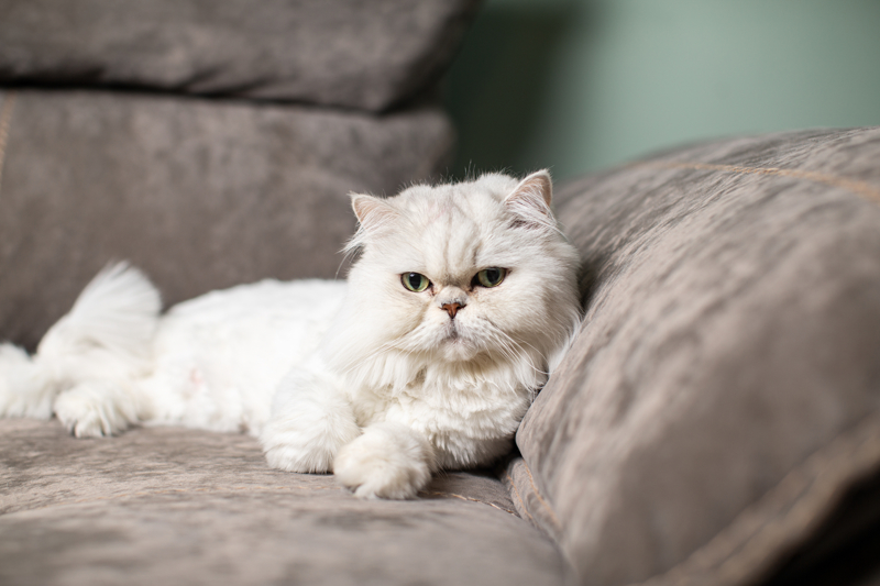 <p><b>- 'BİR VARLIĞI SEVMEK GERÇEKTEN İNSANI ÇOK İYİLEŞTİRİYOR'</b><br></p>