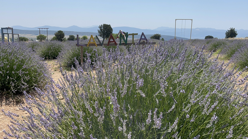 <p>G��er, Isparta Valili�i koordinesinde Ke�iborlu Kaymakaml��� ve Ke�iborlu Belediyesi ile di�er payda�larla Kuyucak k�y�nde 18 Temmuz'a kadar s�recek festivalin ard�ndan il merkezi ve lavantan�n yeti�tirildi�i �e�itli destinasyonlarda da yakla��k bir ay s�recek bir dizi program planlad�klar�n� s�zlerine ekledi.</p>