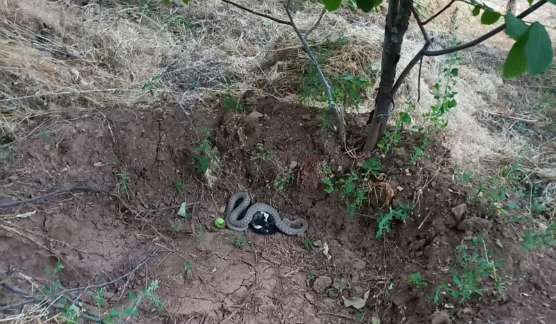 <p> Bu çerçevede Türkiye'nin en zehirli türlerinden biri olan engerek yılanı, Nazimiye ilçesinde bir kargayı avladı. Kargayı yemeye çalışan yılan, köy muhtarı Hüseyin Çetin tarafından görüntülendi.</p>