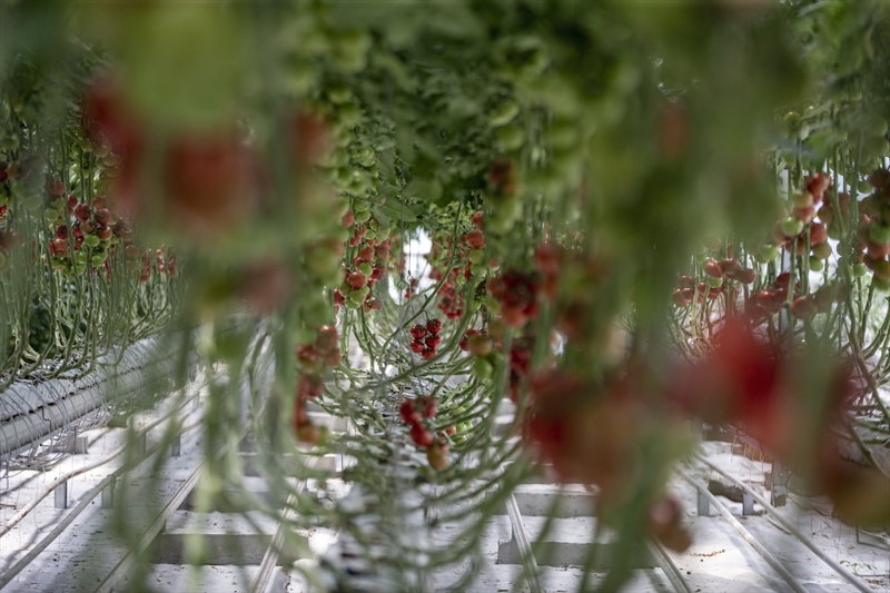 <p><b>- Yatırımcılar konuyla ilgili araştırma yapıyor</b></p><p>Hedeflerinden bahseden Orhan, şöyle devam etti:</p><p>'Amacımız bir ihtisas OSB yoluna doğru ilerlemek. Seranın en büyük maliyeti ısıtma, bu maliyetleri ortadan kaldırdığımız için domates üretimi karlı bir noktaya gelerek sofralara ulaşıp, belediyemize katma değer sağlıyor. Önümüzdeki süreçte yenilenebilir enerji kaynaklarının tamamını bu üretime yönlendirmiş olacağız. Erzurum'da olabilirliği görününce çevre iller, yatırımcılar ve diğer belediyeler konuyla ilgili bizlerden bilgi alıyorlar. İncelemeleri neticesinde yatırımlara karar veriyorlar. Büyük bir yatırım kuruluşu, yaklaşık 50 dönüm üzerinde bir araziye sera kurulum çalışması başlatacak. Biz de sıcak su sağlayacağız, ısıtma işini kendileri sağlayacak.'</p>