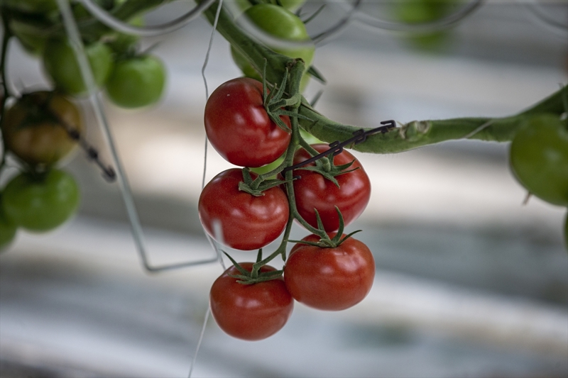 <p>Orhan, güneşten elektrik üreten bir belediye olduklarını anımsatarak, sera içerisin de hibrit mekanizma kurulacağını bildirdi.</p>