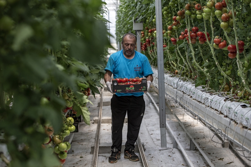 <p>Belediye olarak yatırımcıları teşvik etmek istediklerini anlatan Orhan, 'Tarladan sofraya olan projemiz var. Amacımız buradaki ürünleri ucuz bir şekilde vatandaşımızın sofrasına sunmak. Bununla ilgili önümüzdeki hafta bir çalışma yapacağız. Seradaki ürünlerin hasılat durumuna göre vatandaşlarımıza burada satış yapacağız. Ucuz bir şeklide domatesimizi sofralarına ulaştıracağız.' diye konuştu.</p>