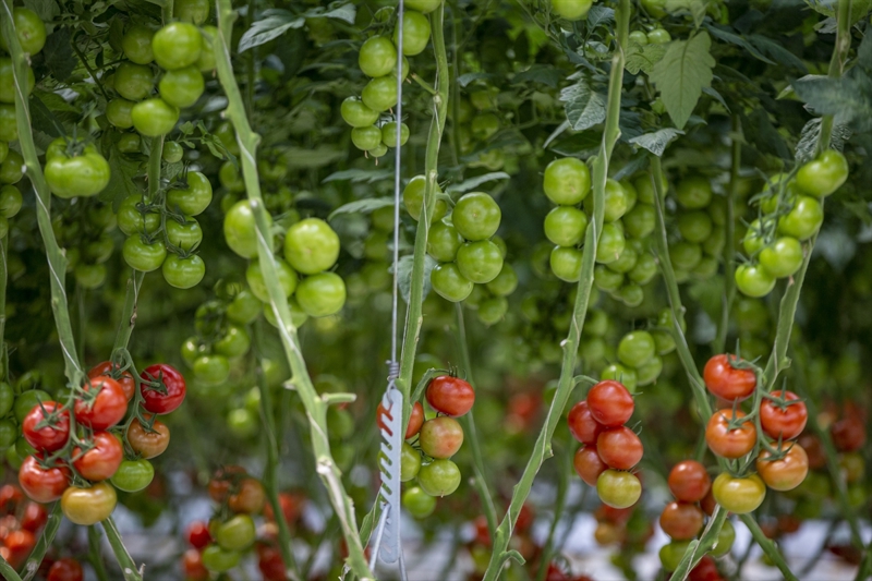 <p>Aziziye Kaymakamı Abdulkadir Çelik de çetin kış koşullarının olduğu Erzurum'da 2 bin rakımda yapılan üretimin önemli olduğuna işaret ederek, 'Hem örnek olması hem de jeotermalin kullanımı açısından hakikaten çok güzel ve profesyonel bir iş. Belediyemiz yatırımcılara örnek olarak güzel bir iş çıkardı. 2 yıldır kaliteli ve sağlıklı üretim yapıyorlar. İlerleyen dönemlerde bu tarz yatırımlar artarsa yurt dışına da ihracat noktasında güzel işler yapılacağını ve bunların da ilçemizdeki istihdama katkı sağlayacağını düşünmekteyiz. Şu anda yurt dışından talep var ama iç piyasaya ancak yetiyoruz.' değerlendirmesinde bulundu.erzurum</p><p><br></p>