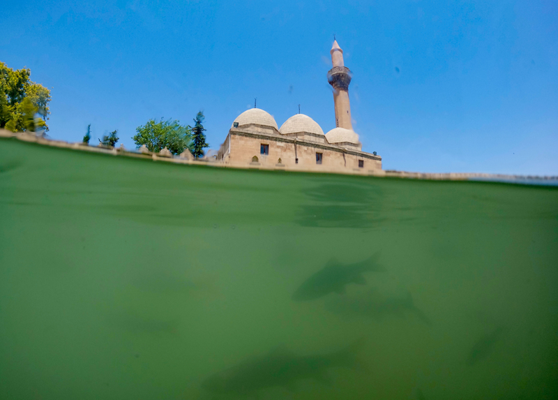 <p>Yakla��k 150 metre uzunlu�unda ve 30 metre geni�li�inde, derinli�i 3-5 metre civar�ndaki g�l, i�inde efsanelere konu olan sazan t�r� bal�klar�yla �anl�urfa turizminin �ekim merkezi olarak adland�r�yor.</p>