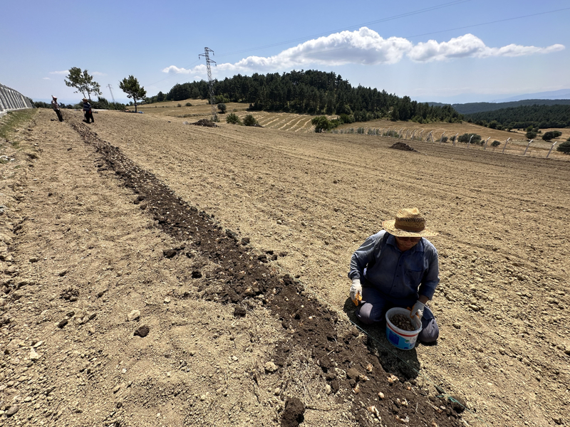 <p>Bu y�l 11 d�n�m alanda ekim ger�ekle�tirdi�ini aktaran Saymaz, 'Safran� sat�yoruz. Biraz me�akkatli bir i� ama seviyoruz. Ge�en y�l gram� 150 lirayd�, bu y�l 250 liraya kadar ��kt�. �o�unlukla internet �zerinden sat�yoruz.' dedi.</p>