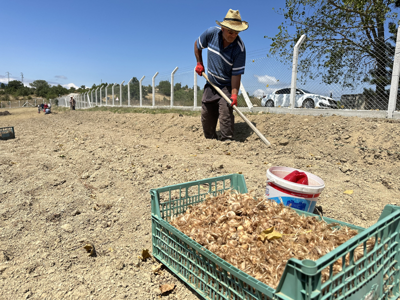 <p>A��rl���n�n 100 bin kat� kadar s�v�y� sar�ya boyayabilen, 80 bin �i�ekten sadece yar�m kilogram �retilebilen safran, 'd�nyan�n en pahal� baharat�' olarak nitelendiriliyor.</p>