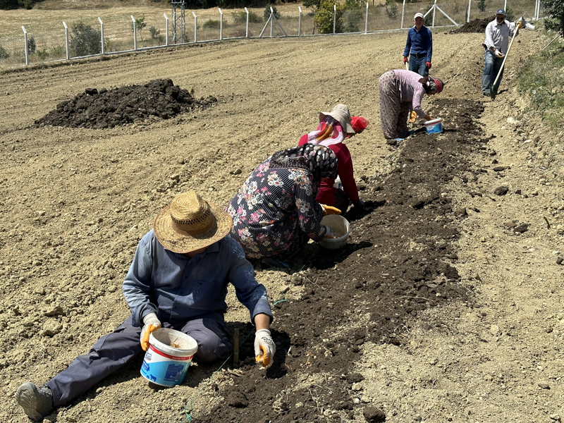 <p>�l�eye ba�l� K�r�klar k�y�nde 11 d�n�m alana ekim yapan �aban Saymaz, ge�en y�l 2,5 d�n�m alana safran ekti�ini, buradan 2 tonun �st�nde so�an elde etti�ini s�yledi.</p>