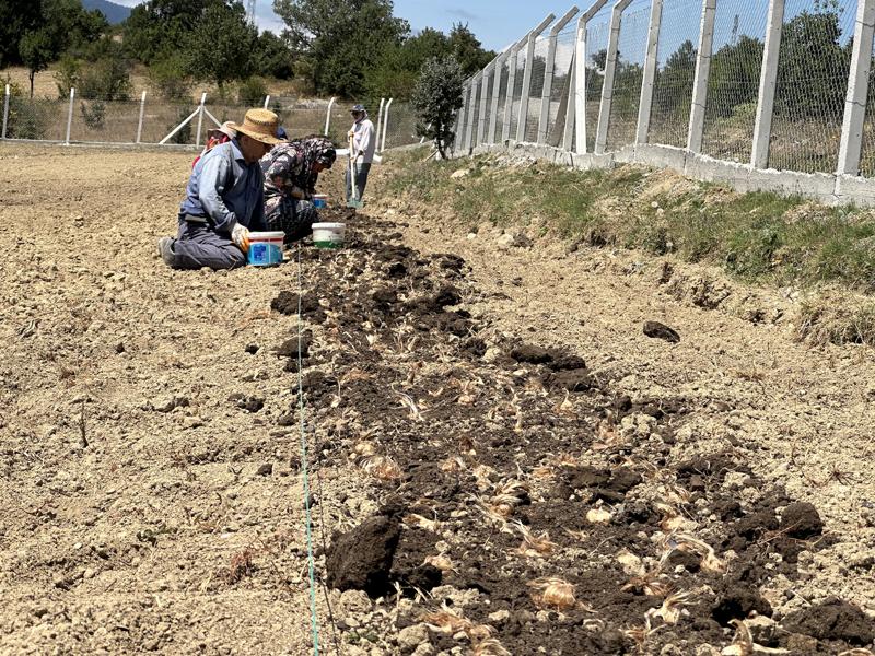 <p>Her y�l yakla��k 5 milyon �i�ekten 35 kilogram �r�n al�nan, 49 �ift�i taraf�ndan yakla��k 80 dekarl�k alanda yeti�tirilen Safranbolu safran�n�n kilogram� 250 bin liradan al�c� buluyor.</p>