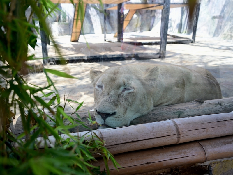 <p>Parkta d�nyada 133 tane kalm�� beyaz t�r�n�n alt� �yesi bulunuyor. 3 erkek 3 di�i aslan her t�rl� tehlikeden uzak huzur i�inde ya��yor.</p>