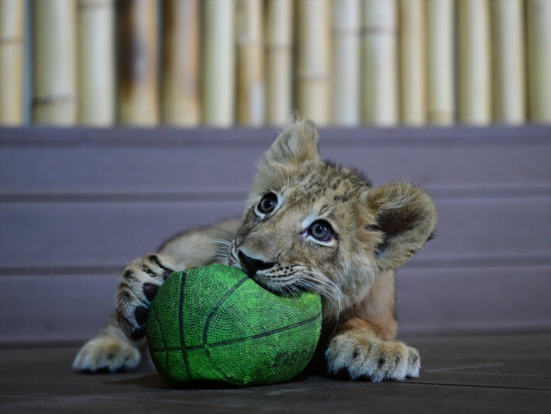 <p>3 ayda antiparazit bir ila� veriyoruz. Parazit olu�mas�n diye. Hayvanat bah�esinde daha �ok koruyucu hekimlik var. �ok su i�mezler. G�nde bir aslan en fazla 5 litre i�er. Aslanlar�n s�cak havayla pek bir problemi yok. Ge�en hafta a��r� s�cak oldu�u g�n klimalar� a�t�k. O zaman kap�n�n �n�nde yatt�lar, pek i�eri girmediler. Ak�am kapal� alanlara al�yoruz. K���n alanlar� �s�t�yoruz. Do�al ya�amlar�nda b�yle bir imkanlar� yok. K���n bazen �ok so�uk oluyor. ��eride �s�t�c�lar� var, s�cak olmas� i�in. Kaplanlar� so�uk pek etkilemez ama aslanlar�n bulundu�u ortam�n s�cak olmas� gerekiyor. Buradaki aslanlar do�adaki aslanlara g�re buradaki aslanlar�n y�zde 30 daha uzun ya�ayabiliyorlar. 14,15, 16 y�la kadar ya�ayan aslanlar var.'</p>