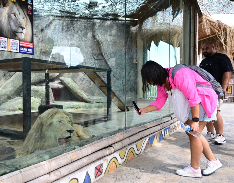 <p>G�revliler nesli t�kenme tehlikesi alt�nda bulunan aslanlara 'g�z� gibi' bak�yor. 3 �ift beyaz aslan�n her t�rl� bak�m ve ihtiyac�n�n �zenle giderildi�i hayvanat bah�esini �ok say�da yerli ve yabanc� turist ziyaret ediyor.</p>