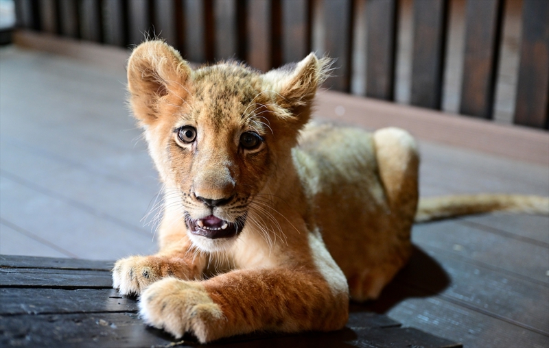 <p><b>- 133 aslan�n y�z kadar� hayvanat bah�elerinde koruma alt�nda</b></p><p>Park�n sorumlu veteriner hekimi Y�cel Y�lmaz, AA muhabirine, Uluslararas� Do�ay� Koruma Birli�i'nin (IUCN) 2014'te 'Tehdit Alt�ndaki T�rler K�rm�z� Listesi'ne ald��� aslanlar�n azalan pop�lasyonuna dikkati �ekmek i�in her y�l 10 A�ustos'un D�nya Aslan G�n� olarak kutland���n� s�yledi.</p>