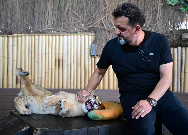 <p><b>- Veteriner hekim evinde aslan yavrusu bakt�</b></p><p>Y�lmaz, aslanlar�n ortalama 12-13 y�l ya�ad���na i�aret ederek, 'Hayvanat bah�elerinde daha uzun ya�ayabiliyorlar. ��nk� a� kalma durumlar� olu�muyor, tedavi imkanlar� oluyor. Park�m�zda �� �ift beyaz, 8 de normal aslan var. Bunun yan�nda kaplanlar ve di�er kedilerimiz mevcut. Bunlar� koruma ve �remelerini sa�lama tela��nday�z. Ge�en y�l beyaz aslanlardan bir yavru ald�k. Onlar�n �remeleri �ok problemli. 5 do�umdan sadece bir canl� yavru do�abildi. Buna da annesi bakmad�, biz evde bakt�k, b�y�tt�k. Belli bir s�re sonra buraya tekrar getirdik. �imdi kocaman bir aslan oldu. Onu da e�le�tirip �retmelerini sa�lamaya �al��aca��z.' diye konu�tu.</p>