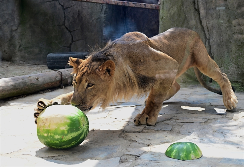 <p><b>- Aslanlar s�ca�� seviyor</b></p><p>Parkta aslanlara �zenle bak�ld���n� vurgulayan Y�lmaz, ��yle konu�tu:</p><p>'Aslanlar g�n�n yakla��k 18 saatini uyuyarak ge�irirler. Do�ada haftada bir besleniyorlar. Biz de iki g�nde bir besliyoruz. Aslanlar, sabah kalkar, dola��r, k�krer, sonra uyur. ��leden sonra kalkar bir tur atar, tekrar uyur. Ak�am�st� bir tur daha atar. Zamanlar�n� �o�unlukla uykuda ge�iyorlar. Buraya gelen ziyaret�ilerin �o�u 'bunlar� uyu�turuyor musunuz?' diye soruyor. �yle bir �ey yok. Hayvanlar�n do�as� b�yle. Etle besliyoruz, tavuk ve k�rm�z et veriyoruz. �o�unlukla tavuk eti. B�y�k aslanlar bir ���nde yakla��k 20 kilo et yiyor. Bunun yan�nda takviyelerimiz, vitaminlerimiz oluyor.</p>