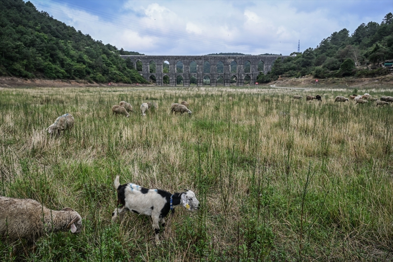 <p>Elmal� Baraj�'nda ge�en y�l 15 A�ustos'ta y�zde 54,74 olan doluluk oran�, son 6 y�l�n en d���k seviyesine inerek y�zde 23,64'e d��t�.</p><p>Istrancalar'da ise ge�en y�l y�zde 31,9 olan doluluk oran�, bug�n y�zde 21,42 olarak kaydedildi.</p><p>Kazandere Baraj�'nda ise 15 A�ustos 2022'de y�zde 68,89 olarak �l��len doluluk oran�, bug�n 8,62'ye kadar d��t�.</p><p>�merli Baraj�'nda su doluluk oran�, bug�n itibar�yla y�zde 67,27 olurken, ge�en y�l ayn� d�nemde bu oran y�zde 65,4 olarak kay�tlara ge�mi�ti.</p>