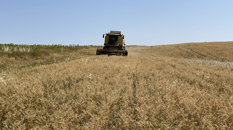 A��kg�z, verim d���k olmas�na ra�men fiyatlar�n 2022'ye g�re iyi oldu�unu dile getirerek, 'Ge�en y�l kilogram� 15-17 lira aras�nda sat�l�rken, bu y�l 22 ile 25 lira aras�nda de�i�iyor.' diye konu�tu.