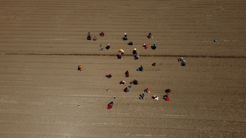 B�lgede 100 dekar alanda safran tohumluk so�anlar�n�n dikimi 31 Temmuz-14 A�ustos'ta yap�ld�.