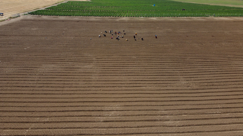 Ortaklar�yla bu proje sayesinde safran�n b�y�k �l�ekte yeti�tirilmesini sa�layacaklar�n� belirten Temizsoy, 'Amac�m�z, safran �retiminde �nc� rol �stlenerek Anadolu �ift�isine rol model olmakt�r. Katma de�eri y�ksek bir tar�m �r�n� olmas�, s�rd�r�lebilir k�rsal kalk�nma projelerine �rnek olmas�, ihracat potansiyeli bar�nd�ran bir �r�n olmas� �eklinde projemizi �zetleyebiliriz. Ayr�ca d�nyan�n en pahal� baharat� olma �zelli�ine sahip safran kuru tar�m yap�lan alanlarda olduk�a iyi sonu�lar veriyor.' diye konu�tu.