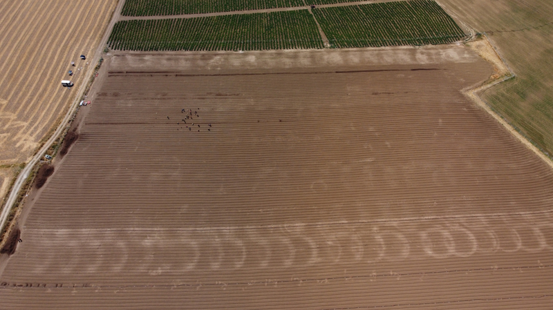 Proje Koordinat�r� Egemen Temizsoy da bu b�y�kl�kte bir safran tarlas�n� Eski�ehir'e kazand�rmaktan dolay� b�y�k mutluluk duydu�unu ifade etti.