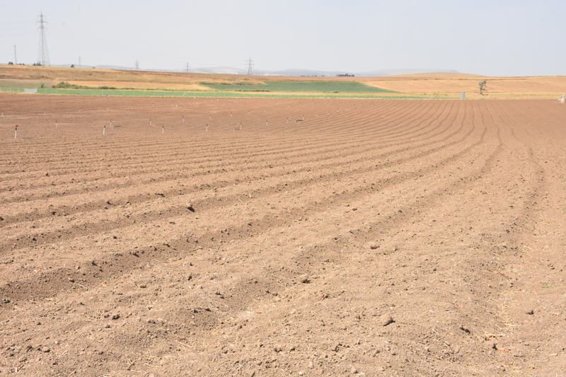 Ge�it Ku�a�� Tar�msal Ara�t�rma Enstit�s� M�d�r� Sabri �ak�r ise Eski�ehir'in safran ile k�kl� bir ge�mi�inin sahip oldu�unu aktararak, 'Karaaslan' �e�idinin Ge�it Ku�a�� Tar�msal Ara�t�rma Enstit�s�nce �retildi�ini ve tescillendi�ini anlatt�.