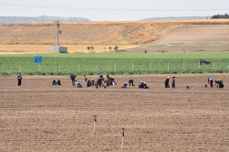 Temizsoy, safran yeti�tiricili�ini gelecek y�llarda daha b�y�k alanlarda �ift�ilerle yayg�nla�t�rmak istediklerini s�zlerine ekledi.