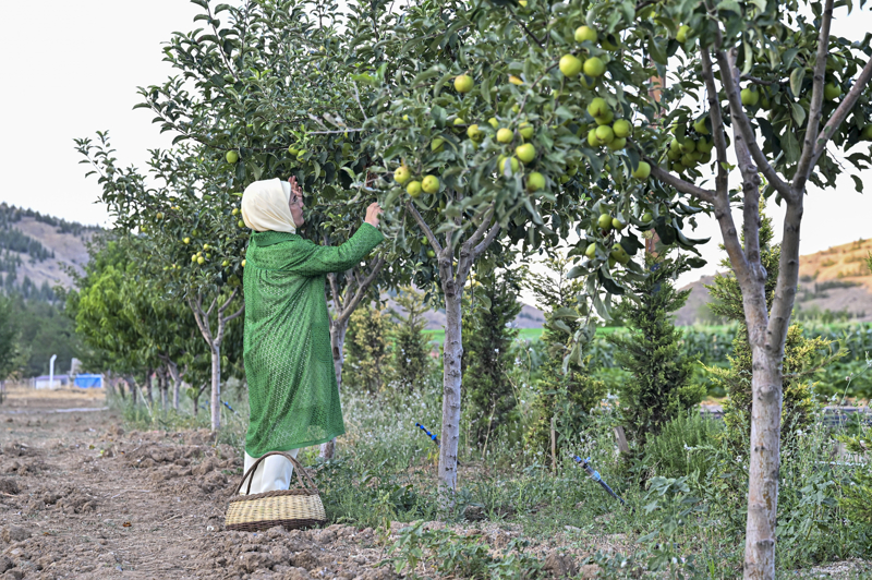 <p>A�a�tan toplayarak tad�na bakt��� elmalar� �ok lezzetli buldu�unu s�yleyen Emine Erdo�an, toplad��� meyvelerden �evredekilere ve bas�n mensuplar�na da ikram etti.</p>