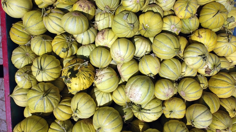 <p><b>- 'Bu sene verimimiz de güzel'</b></p><p>On beş yıldır kavun üretimi yaptığını belirten Emrullah Yılmaz da bu sene kavunun veriminden memnun olduklarını aktardı.</p><p>Yılmaz, 'Kızılırmak'ta yetiştirilen kavunun lezzeti harikadır. Bu sene verimimiz de güzel. Ben 25 dönüm kavun ekiyorum yaklaşık 100 ton kavun bekliyoruz.' diye konuştu.</p>