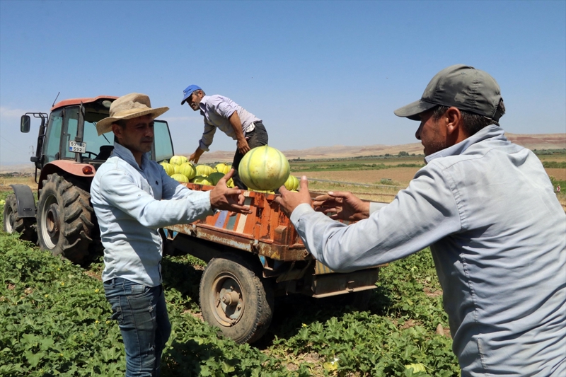 Bektaş Hayta da 120 dönüm alana kavun ektiğini, bu yıl verimin de çok güzel olduğunu aktardı.