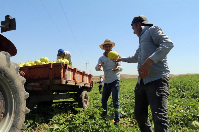 <p><b>- Sıcak hava ve yeterli sulama kavunda lezzeti artırıyor</b></p><p>Çankırı'da yetiştirilen kavunun tüketim süresinin uzun olduğunun altını çizen Kantar, şöyle devam etti</p><p>'İl genelinde yaklaşık 60 bin dönüm civarında kavun yetiştirilmekte. Hasadımız Ağustos'un 1'i itibarıyla başladı, yaklaşık bir ay daha sürecek, yani eylülün ortasına kadar sürer. Günlük geldikçe olgunlaşan kavunlar toplanıyor, pazara gidip satılıyor, sonra tekrar toplanıyor. Küçük kavunlar tarlada bırakılıyor, olgunlaştıkça toplanıyor. Geçen sene verimimiz dekardan 3,5 ton civarındaydı, bu sene 4 ton civarında. İklim sıcak gittikçe bitki sıcağı seviyor ve güzel gelişiyor. Özellikle sulu alanlarda iklimin sıcak gitmesinin kavunun gelişimine de güzel bir etkisi oluyor. Aynı zamanda lezzeti ve aroması da artıyor.'</p>