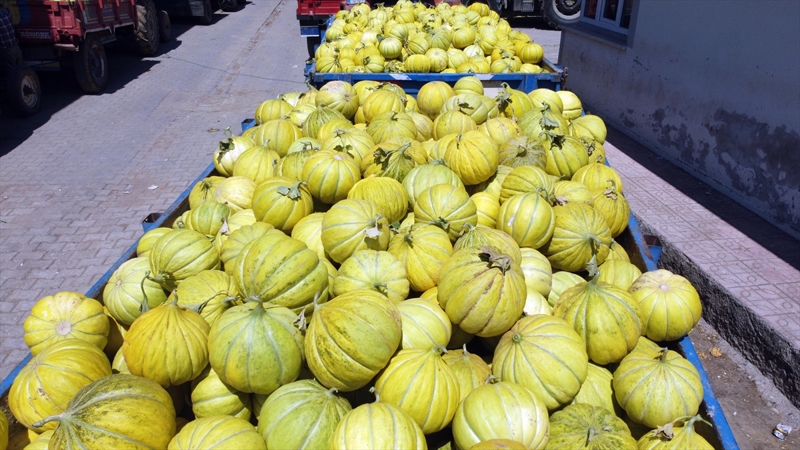 <p>Hakan Yıldırım ise Çankırı'da yetiştirilen kavunların çok lezzetli ve dayanıklı olduğunu ifade etti.</p><p>Ürettiği kavunları Türkiye'nin birçok şehrine gönderdiğini anlatan Yıldırım, şunları kaydetti:</p>