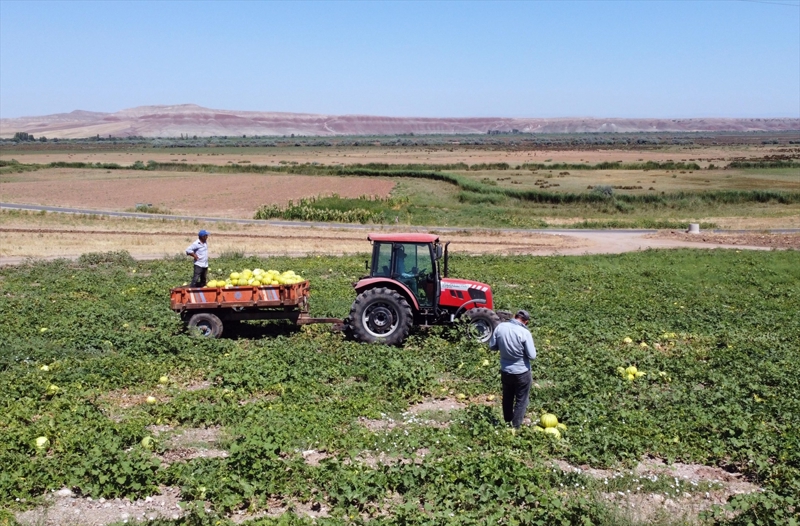 'Ordu, Trabzon, Samsun, Kırıkkale, Ankara her yere gönderiyoruz. Elimizden geldiğince Türkiye'nin her yerine gönderiyoruz. Bizim kavunumuz dayanıklı, sağlam. Bal gibidir, tadından yenmez. Isırdığında su gibi akar. Toprağından, hava şartlarından ikliminde kaynaklanıyor. Herkesi Kızılırmak kavununu yemeye bekleriz.'