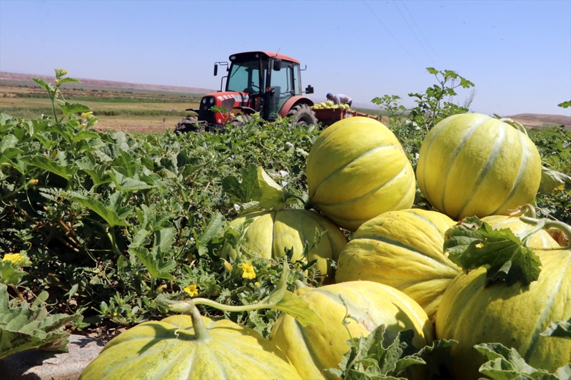 Ürettiği kavunları ilçe merkezindeki kavun pazarında sattığını anlatan Hayta, 'Kızılırmak kavununun özelliği, bizim İç Anadolu Bölgesi kuru sıcaklığıyla meşhur. Toprak bütün tadını kavuna aktarıyor. Bu yıl her yıla göre verim ve tat olarak daha mükemmel.' diye konuştu.