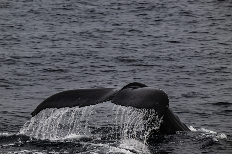 <p>Nesli tkenen hayvanlar arasnda krmz listede ve 'hassas' statsnde bulunan kutup aylar birok aratrma kuruluu tarafndan da GPS'ler ile takip ediliyor. GPS tasmas ad verilen takip arac, kutup aylarnn ve yaadklar deniz buzlarnn kaybnn takibine ve incelenmesine yardmc oluyor.</p>