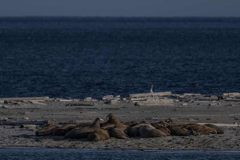 <p>Kuzey Kutbu, kutup canllarnn yaamlarn srdrebilecekleri tek alan olma zellii de tayor. Aratrmaclar, kutup aylarnn sadece Kuzey Kutbu'na zg bir canl olduunu, bu alanda evrimletiklerini ve yaamlarn ounlukla reme dnemleri hari sadece deniz buzu zerinde geirdiklerini ifade ediyor.</p>
